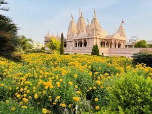 View larger photo: South asian temple in the dustance, large field of yellow flowers in the foreground.