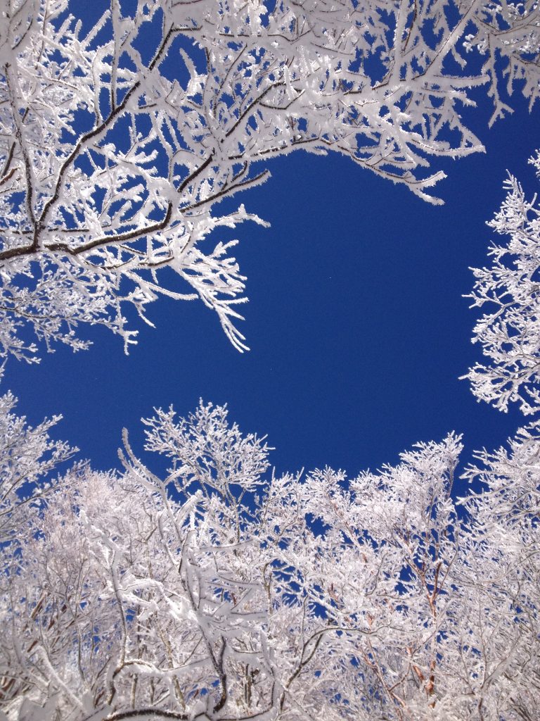 Juhyo (tree ice) at Miuneyama