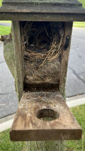  Wooden birdhouse opened to expose a bird nest and baby birds
