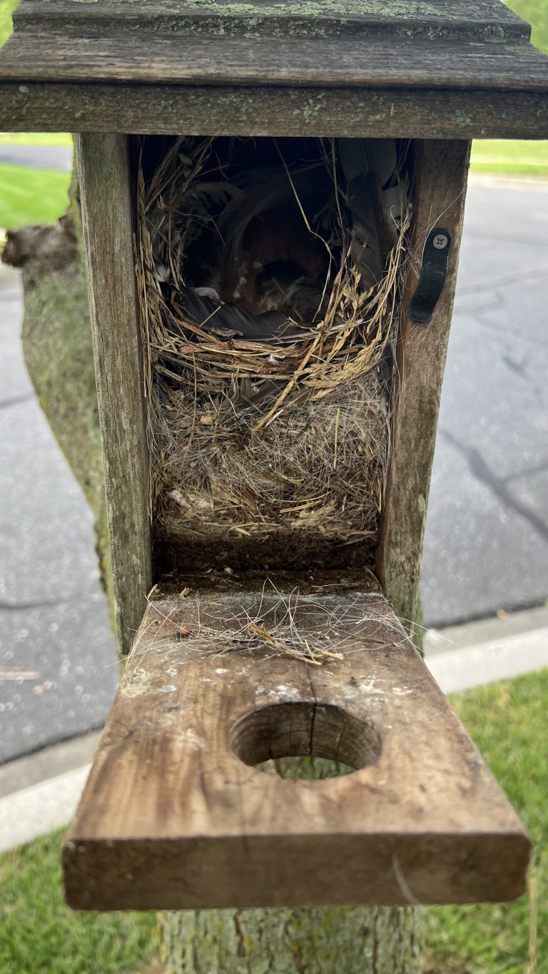 Wooden birdhouse opened to expose a bird nest and baby birds