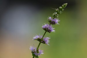 A close-up of a vertical purple flower spike with multiple clusters of tiny blossoms on a green stem, set against a blurred green and dark background.
