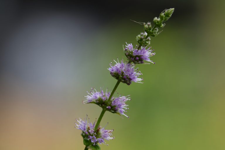 A close-up of a vertical purple flower spike with multiple clusters of tiny blossoms on a green stem, set against a blurred green and dark background.