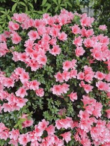 Bright pink Azalea flowers.