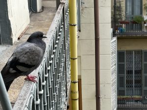 Pigeon sitting in a hand rail looking over a courtyard.