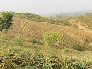 A lush, terraced hillside with rows of plants extending into the distance, surrounded by greenery and trees under a hazy sky.