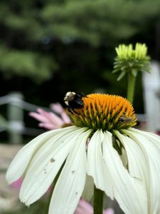 A bumble bee on the yellow center of a daisy with white daisy large petals wilting down. 