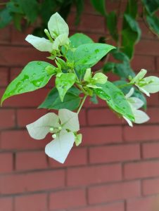 Few raindrops on the white bougainvillea flowers