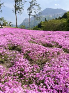 Pink Moss Flowers 