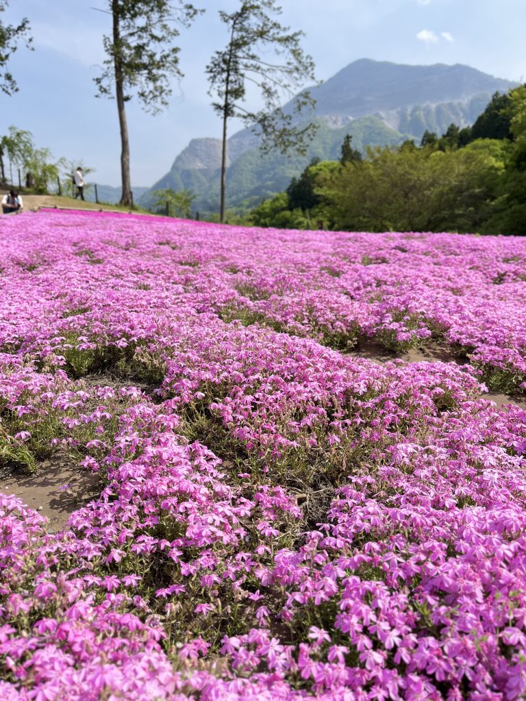 Pink Moss Flowers