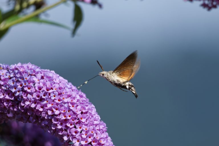 A hummingbird hawk-moth (Macroglossum?stellatarum) hovering, collecting nectar from a cluster of small purple flowers, with its long proboscis extended towards the flowers. The background is a soft, blurred gradient of blues and greens.