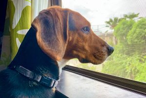 A close-up of a Beagle dog looking out of a window.