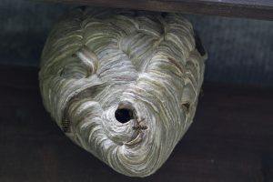 A wasp's nest under a roof