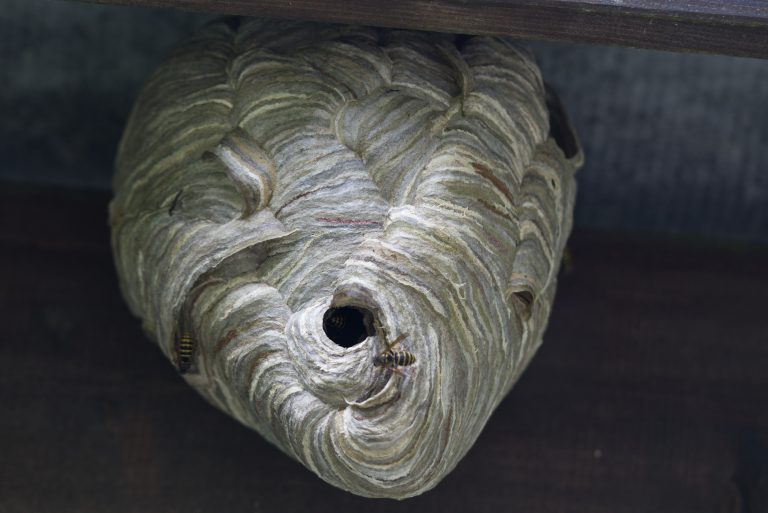 A wasp’s nest under a roof