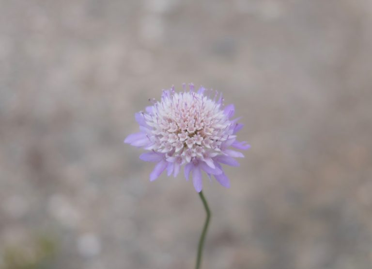 Close-up of a mournful widow flower. It has purple and pink petals and there is a blurred grey background.