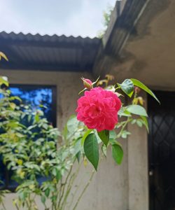 A vibrant pink rose in bloom with green leaves against the backdrop of a concrete building. 