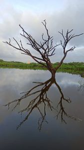 A dead tree near the lake at Shivaji University Kolhapur and its reflection in the water create an amazing view.