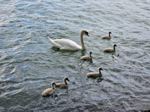 Swan and its cygnets(chicks). An evening view from Zurich lake, Switzerland.