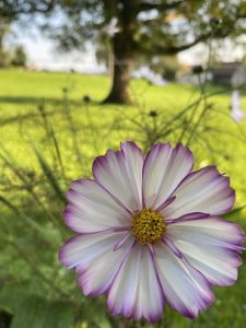 A flower in the foreground. It has white petals with pink borders. In the background there is a meadow and a tree.