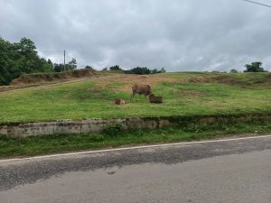  A cow and her calf enjoying a graze in a peaceful field on a cloudy day.