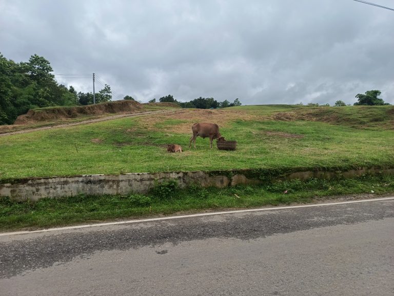 A cow and her calf enjoying a graze in a peaceful field on a cloudy day.