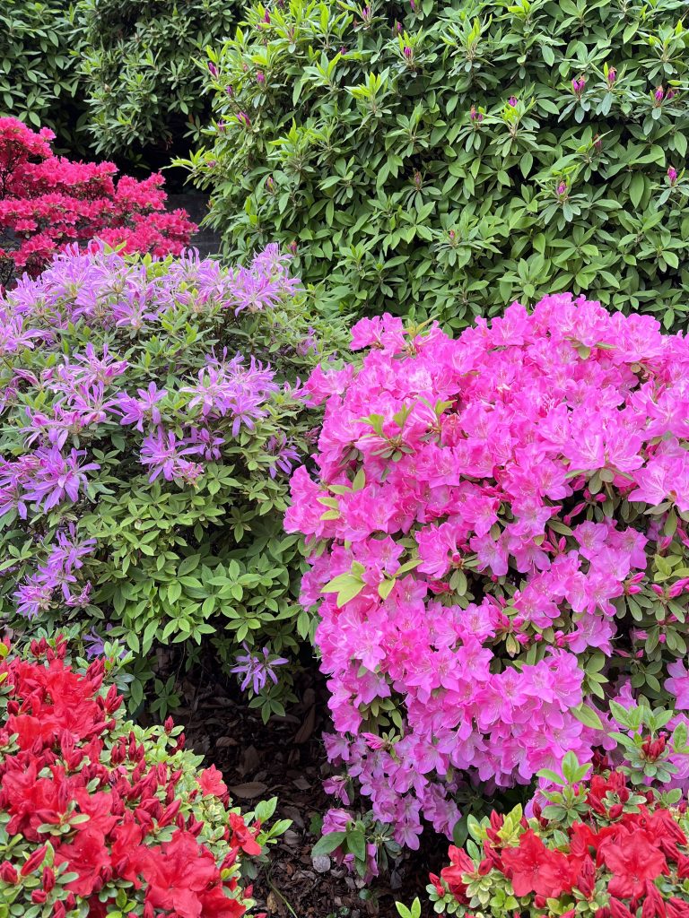 Purple, pink and red Azalea flowers on green bushes