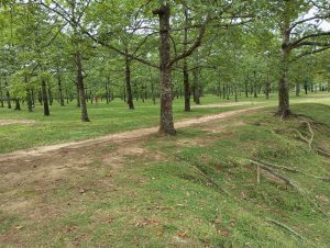 A path winds through a forest with lush trees and green grass, where scattered leaves cover the ground.