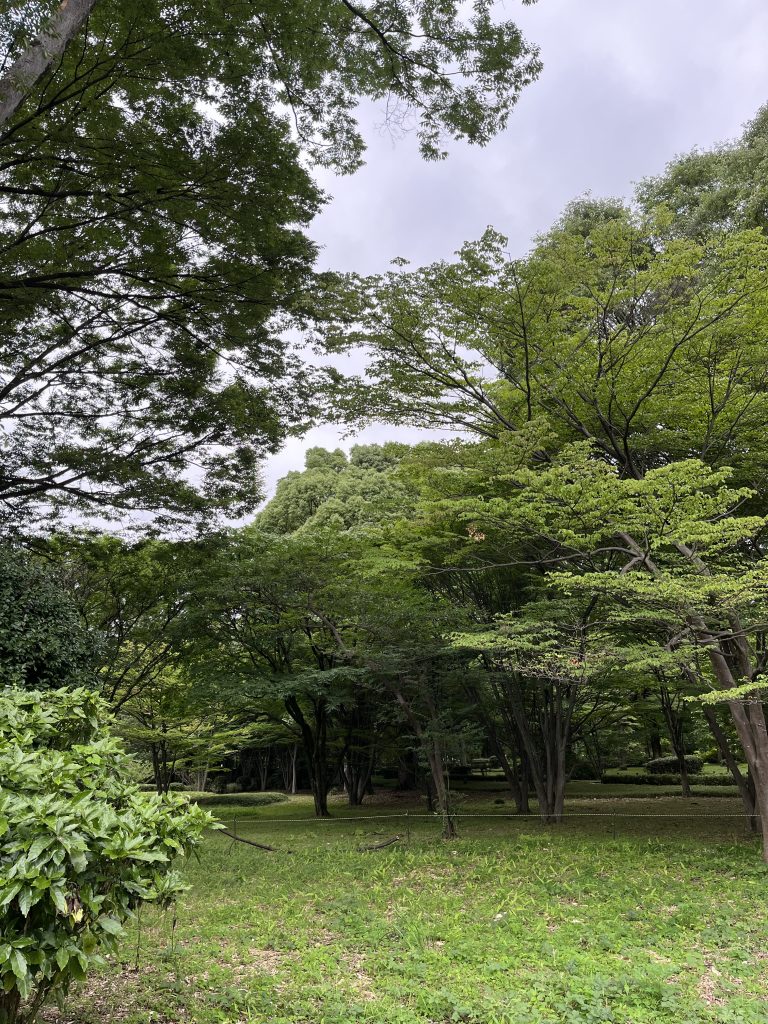 Heavily wooded lawn, everything very green from Monsoon.