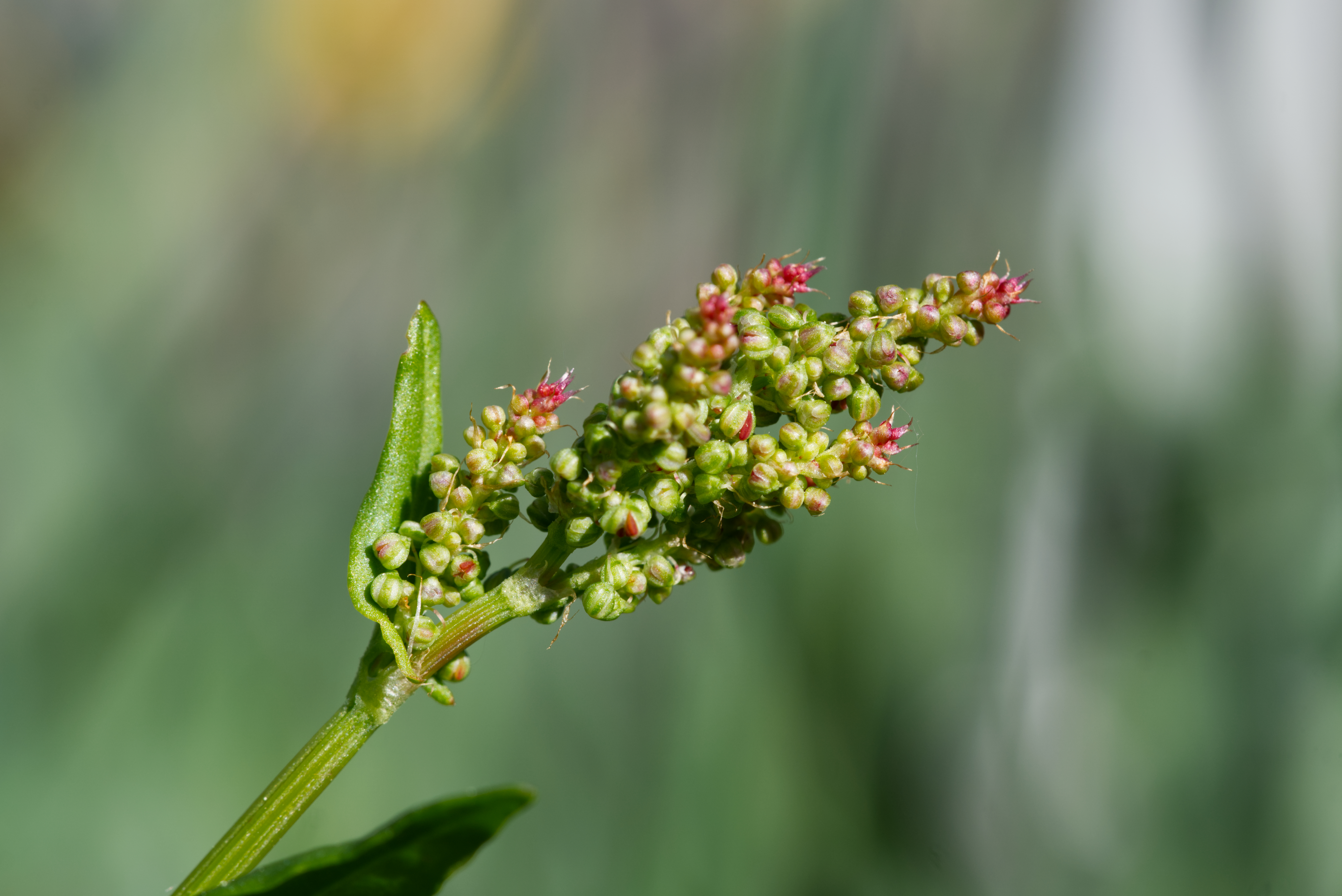 Small red flowers of sorrel (Rumex acetosa) against a green, blurred background