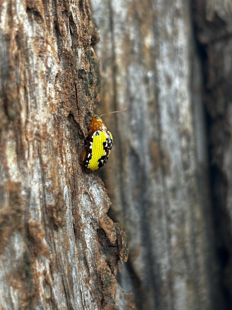 Close-up photograph of a bug scientifically know as “Podontia congregata” sitting on a tree.