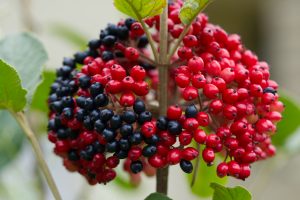 Close-up of a vibrant cluster of small red and black drupes of a woolly viburnum (Viburnum lantana) plant with green leaves in the background. The image captures their glossy texture and bright colors.