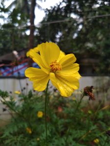 A close-up of a delicate yellow cosmos flower, glistening with morning dew, with a blurred background.