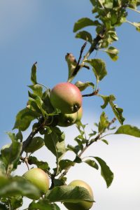 View larger photo: Close-up of a branch of an apple tree with green apples, some tinged with red, surrounded by green leaves against a clear blue sky.