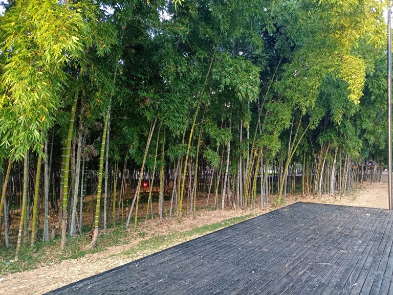 Palos de bambu en Medellín Colombia