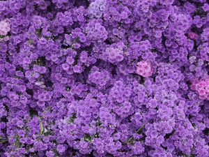 View larger photo: An early morning of bunches of blue daisy flowers placed in the street for sale. From K R Market, Bengaluru, Karnataka