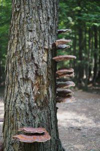  A series of shelf mushrooms growing vertically along the trunk of a tree in a forest setting.
