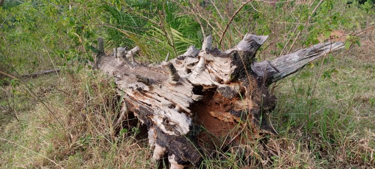 An old, uprooted tree trunk lies on the ground amidst tall grass and scattered vegetation in a forested area.