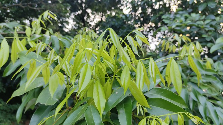 A lush green plant with numerous leaves stands beside a tall tree, creating a vibrant natural scene.