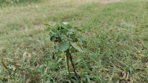  A small plant sprouts amidst the green grass.
