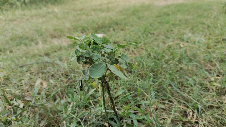 A small plant sprouts amidst the green grass.