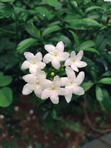 Several small white flowers form a circle. In the center there's a closed flower bud.