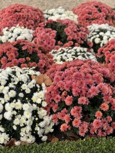 flowers, garden, red, white