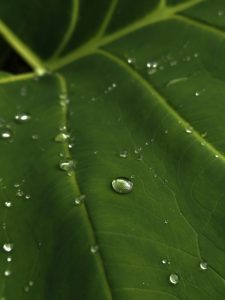 Close-up of a large green leaf with water droplets scattered across its surface, highlighting the leaf's texture and veins.