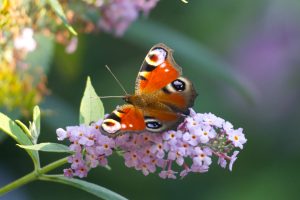 View larger photo: A european peacock butterfly (Inachis io) collects nectar on a butterfly bush.