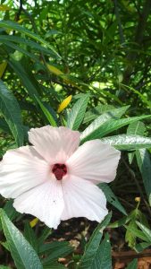 Hibiscus close up