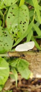 The image captures a dynamic scene of a group of ants crawling along a slender stem, carrying a white butterfly wing. The ants, varying in size and color, are meticulously arranged, highlighting their collective effort.