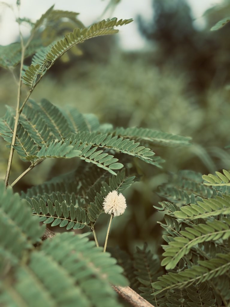 A fluffy white flower ball among lush green leaves with fern-like patterns, set against a blurred natural background.