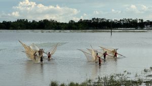  A group of people standing in shallow water using large fishing nets to catch fish. They are spread out across the water, with trees and a cloudy sky visible in the background.
