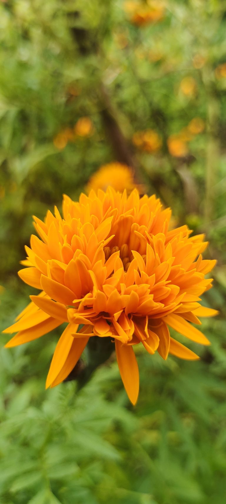 Marigold close up, blurred background.