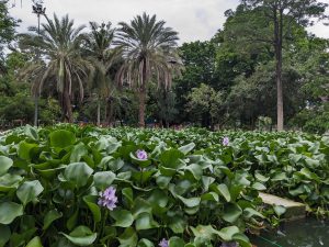 View larger photo: A lush pond filled with water hyacinths in Lumphini Park, Bangkok. The foreground features dense green leaves and purple flowers of the hyacinths. In the background, tall palm trees and other greenery create a tropical atmosphere. 