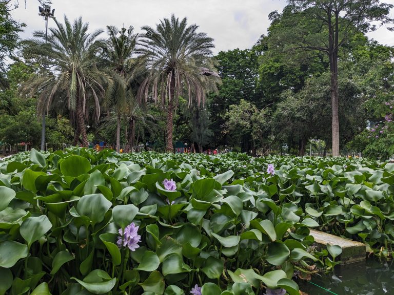 A lush pond filled with water hyacinths in Lumphini Park, Bangkok. The foreground features dense green leaves and purple flowers of the hyacinths. In the background, tall palm trees and other greenery create a tropical atmosphere.